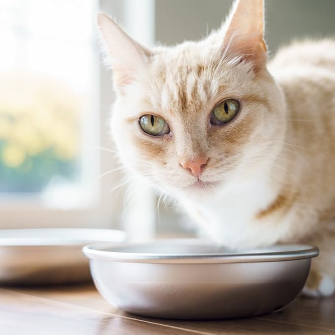 Stainless Steel Cat Bowls for Food & Water by Americat – Made in USA – Dishwasher Safe, Human Grade, Whisker Friendly Dishes (4 Bowls)