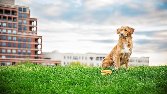 peaksNpaws Himalayan Yak Chews, High Protein Dog Treat for Aggressive Chewers, Natural, Long Lasting, Lactose Free Chew Stick for Pet Under 35 lbs, 4 Medium Treats, 100% Eco-Friendly Packaging