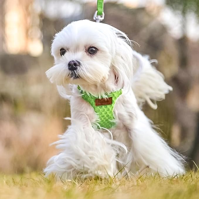 PUPTECK Dog Harness and Leash Set Small Sized, Step-in Cute Puppy Harness, Soft Lightweight Padded Vest, Escape Proof No Pull Pet Harnesses Easy for Walking, Green, S