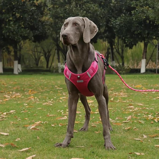 Dog Harness No Pull Adjustable Reflective,for Medium and Large Small Dog with Leash 59.06in (Fuscia, M)