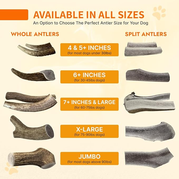 Tibetan Elk Antler for Dogs, Grade-A, 4"+ Premium Chews, Pack of 1, Naturally shed Healthy & Longer Lasting Aggressive chewers, USA Product Antler (Whole)