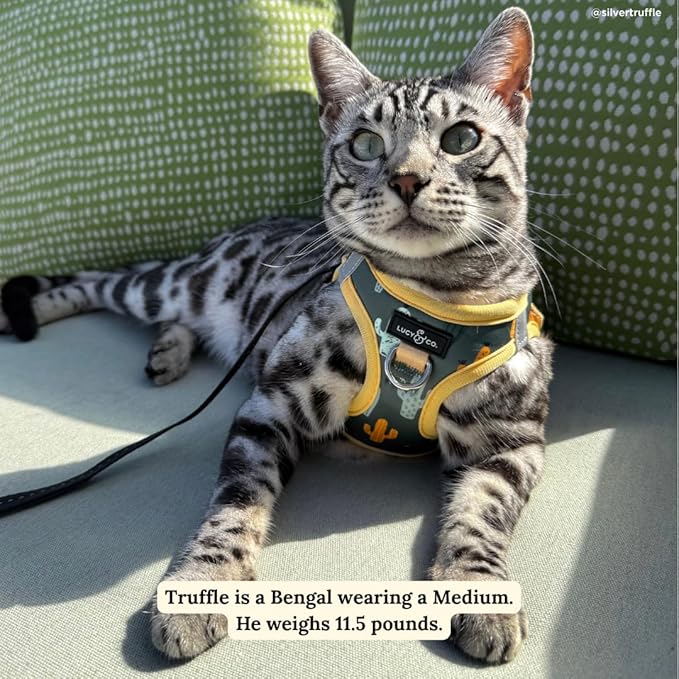 Lucy & Co. Looking Sharp Step-in Cat Harness & Leash Bundle – Reflective, Breathable & Adjustable Harness for Cats, Kittens & Small Dogs, Lightweight & Secure and Dual Leash Clips – Large