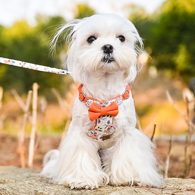 PUPTECK Dog Harness and Leash Set Small Sized, Step-in Cute Puppy Harness, Soft Lightweight Padded Vest, Escape Proof No Pull Pet Harnesses Easy for Walking, Flower Orange, M