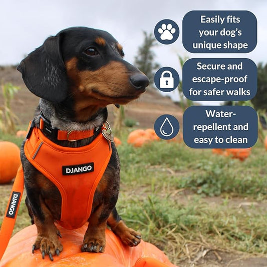 DJANGO Adventure Dog Harness - Stylish, & Durable Small Dog Harness for Outdoor Adventures and Everyday Wear - Sunset Orange Neoprene Adjustable Harness for Dogs with Reflective Piping & Brass D-Ring