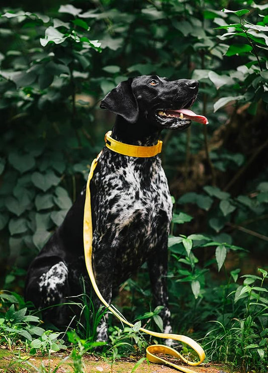 ARING PET Velvet Dog Collar and Leash Set, Bright Yellow Dog Collar and Leash, Adjustable Soft Collars for Dogs