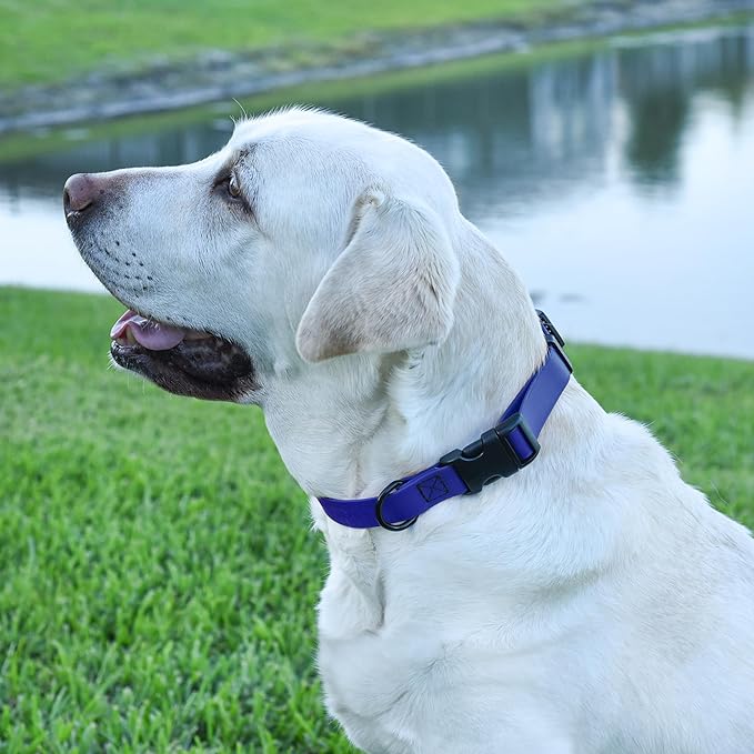 Dogline Durable Biothane Waterproof Collar for Dogs - Odor-Resistant Coated Webbing, Quick-Release Design, Comfortable Adjustable Fit, 3/4" W by 12-19" L, Blueberry Royal
