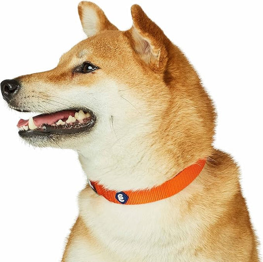 Blueberry Pet Essentials Matching Dog Collar and Leash Set in Orange Vermilion, Adjustable Classic Solid Color Nylon Collar with 5 ft Leash for Small Dogs