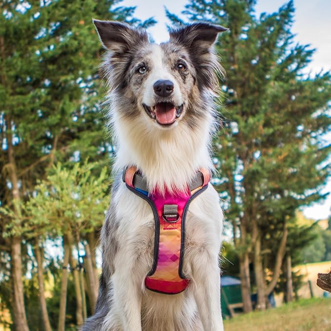 Embark Adventure No Pull Dog Harness, Reflective Trim No Pull Harness for Medium Sized Dog - Military Grade Nylon, Front Clip with Gel Lined Handle. Soft & Padded Puppy