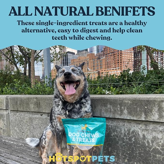 hotspot pets Spring Bully Sticks for Dogs -(6 Pack) Premium All Natural Long Twisted Beef Pizzle Dog Chew Treats - Grain Free Fully Digestible Rawhide Alternative - 6 Inch Sticks