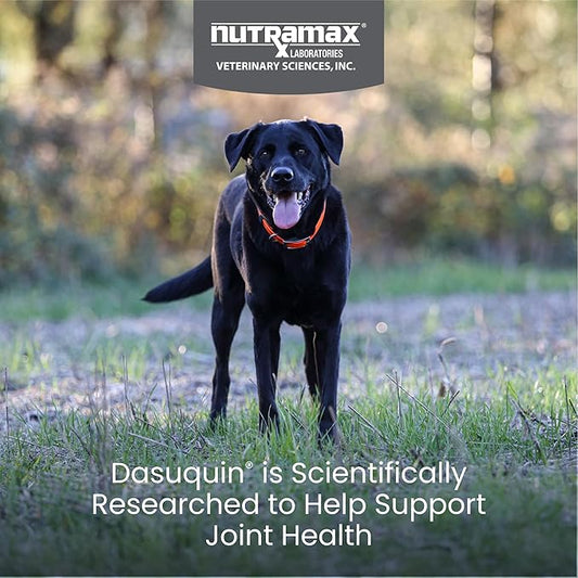Nutramax Dasuquin for Large Dogs, Joint Health Supplement, Contains Glucosamine for Dogs, Plus Chondroitin, ASU and More, Supports Healthy Joints, Soft Chews, 84 Count