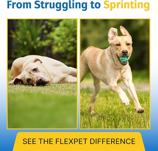 Hip & Joint Supplement for Dogs & Cats with Cetyl Myristoleate, Glucosamine, Collagen, MSM - Max Strength Joint Support for Mobility, Senior Pets, Large Breeds - 180 Soft Chews (Bacon/Cheese)
