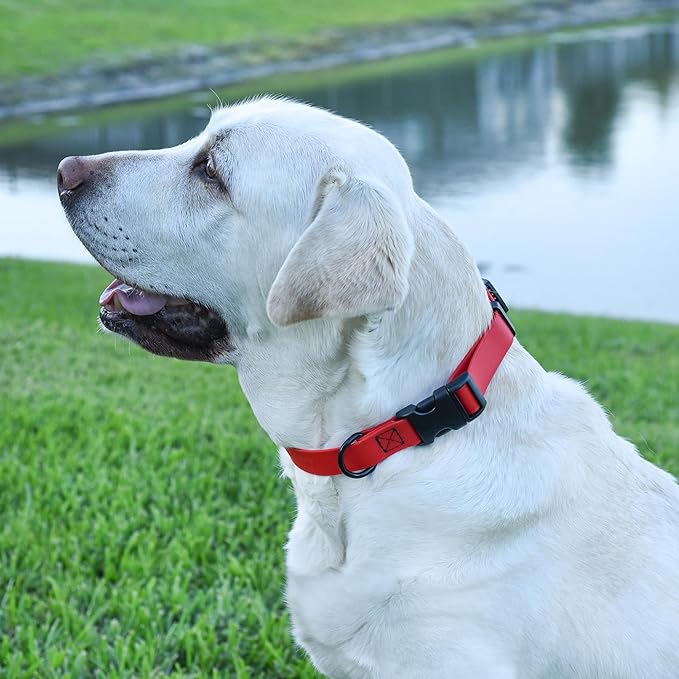 Dogline Durable Biothane Waterproof Collar for Dogs - Odor-Resistant Coated Webbing, Quick-Release Design, Comfortable Adjustable Fit, 3/4" W by 12-19" L, Cherry Red