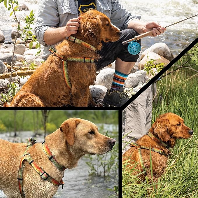 Wolfgang Heavy Duty Martingale Dog Collar with Quick Release Nylon Buckle for Walking & Training, CutBow Print, Small