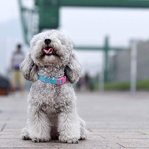 azuza Bowtie Dog Collar, Soft & Comfy Dog Collar with Bow, Fun Patterns & Bright Color for Medium Dogs