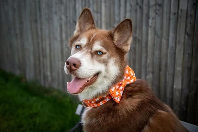 Lionheart Glory Halloween Dog Collars - Adjustable Heavy Duty Bowtie Collar for Large Dogs - Female or Male