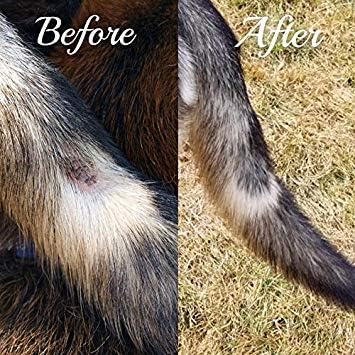 Big Mare Dog Spray | Effective On Hotspots, Yeast, Dermatitis, Staph, Ringworm, Hair Loss, & More. Antibacterial & Antifungal | Vet Approved & Recommended. (8 oz)