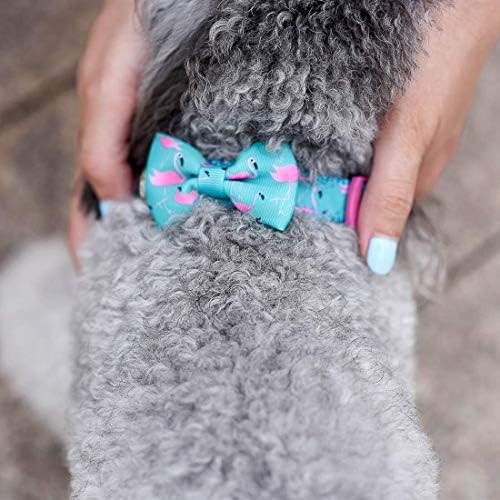 azuza Bowtie Dog Collar, Soft & Comfy Dog Collar with Bow, Fun Patterns & Bright Color for Small Dogs