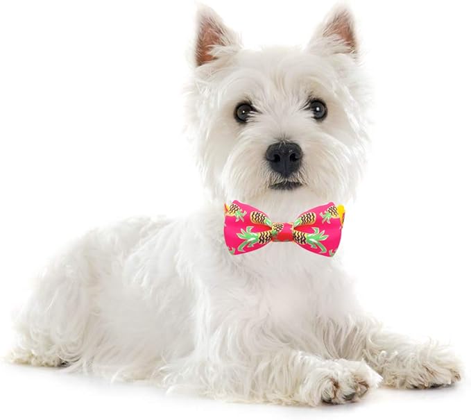 azuza Bowtie Dog Collar, Soft & Comfy Dog Collar with Bow, Fun Patterns & Bright Color for Medium Dogs