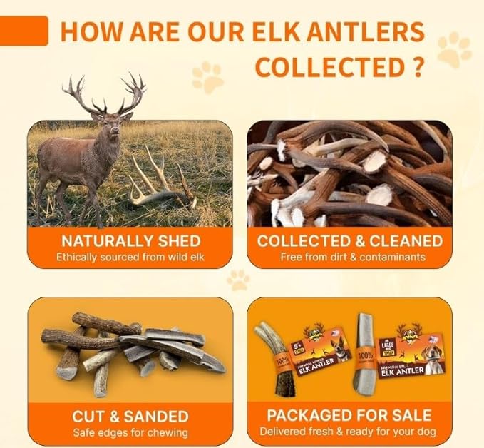 Tibetan Elk Antler for X-Large Dogs, Grade-A, Premium Antler Chews, Naturally shed Healthy & Longer Lasting Aggressive chewers, USA Product (Whole)