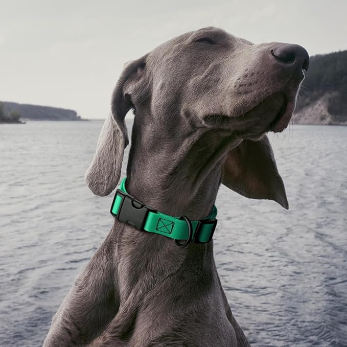 Dogline Durable Biothane Waterproof Collar for Dogs - Odor-Resistant Coated Webbing, Quick-Release Design, Comfortable Adjustable Fit, 3/4" W by 12-19" L, Teal