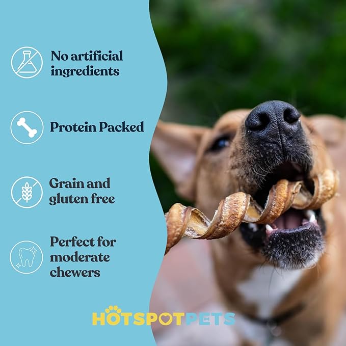 hotspot pets Curly Spring Bully Sticks for Dogs - (12 Pack) Premium All Natural Long Twisted Beef Pizzle Dog Chew Treats - Grain Free Fully Digestible Rawhide Alternative - 6 Inch Stix