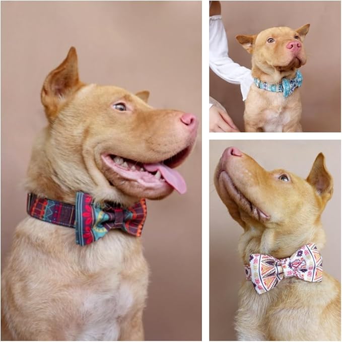 Custom Engraved Dog Collar with Name and Phone Number, Personalized for Small, Medium, and Large Dogs (Bohemian)