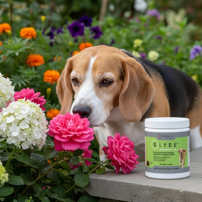 Glyde Mobility Chews for Dogs – Hip & Joint Supplement with Glucosamine, Chondroitin & Green-Lipped Mussel – Supports Arthritis Relief, Flexibility & Mobility – 120 Soft Chews
