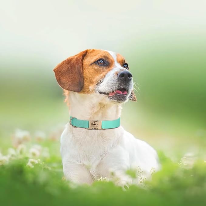PET ARTIST Personalized Dog Collars, Custom Dog Collar with Engraved Silent Name Tag, Gold Quick Released Buckle & Soft Nylon Padded, Elegant Colors & Matching Leash for Small Dogs,Mint,M Fit 13-19"