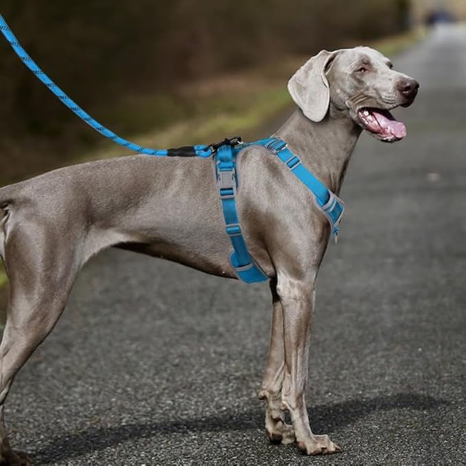 Adjustable Dog Harness - No Pull, Reflective, Soft Padded for Small, Medium, Large Dogs - Includes Leash Turquoise XL