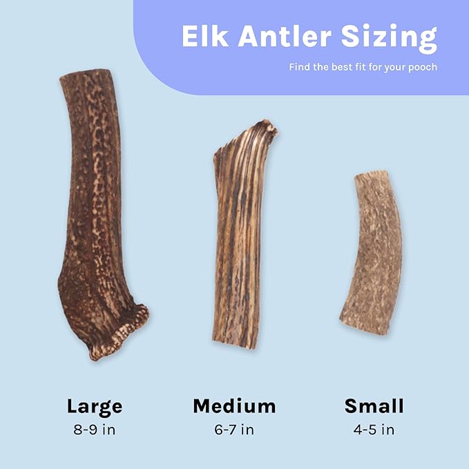 Good Trouble Premium Elk Antlers for Large Dogs – 1 Pack Whole - Shed Antler Chews for Dental Health & Calming - Durable Dog Bones for Aggressive Chewers - Cruelty-Free, North American Sourced