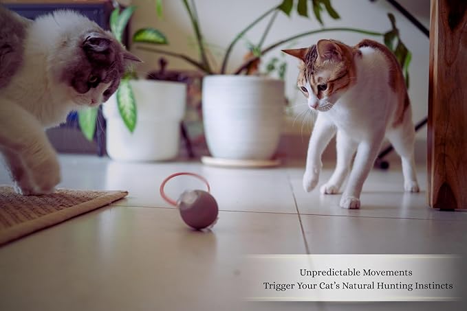 PAWQUÉR Interactive Cat Toys for Indoor Cats | Premium Quality with 3 Detachable Tails | Automatic Speed Modes with Real-Motion Movement | Rechargeable | Fun for Bored Adult Cats and Kittens