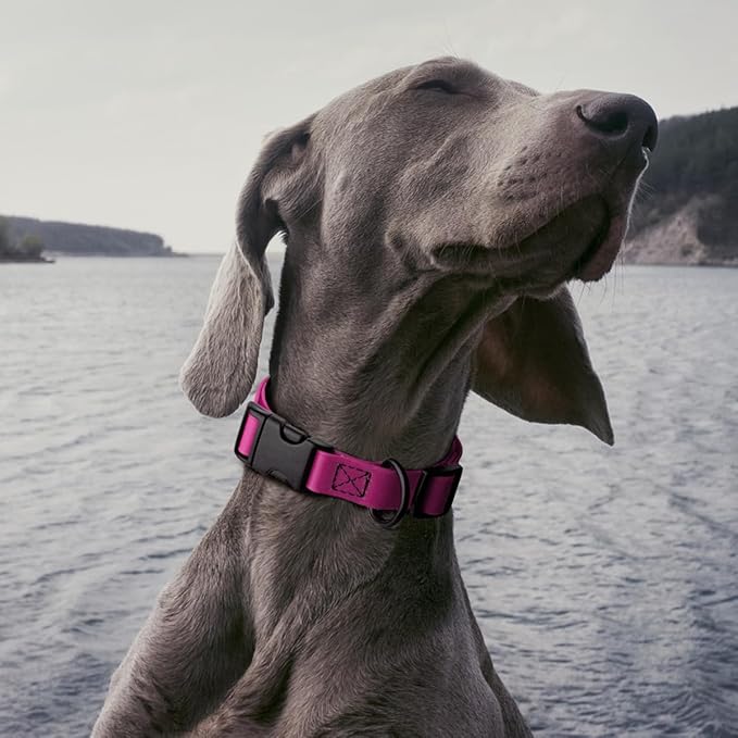 Dogline Durable Biothane Waterproof Collar for Dogs - Odor-Resistant Coated Webbing, Quick-Release Design, Comfortable Adjustable Fit, 3/4" W by 12-19" L,Magenta Pink