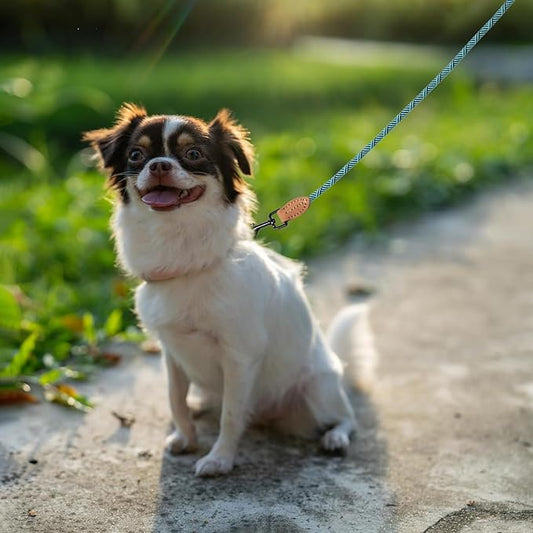 Mile High Life Small Dog Leash, Thin Rope Leash with Genuine Leather Connection and Heavy Duty Metal Clasp, Great for Small Medium Dogs(Green,60 Inch-1/3)