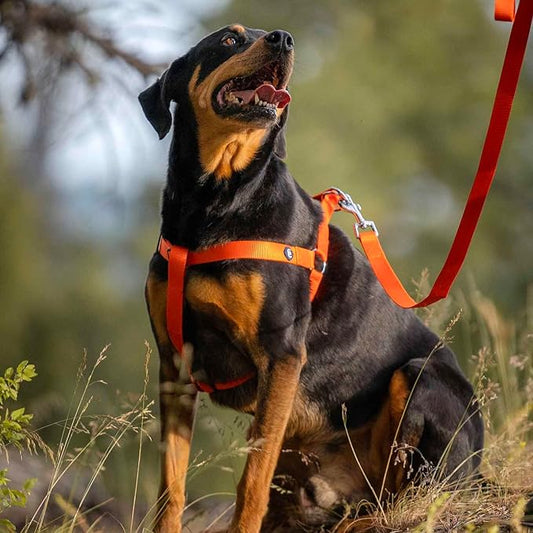 Blueberry Pet Essentials Matching Dog Collar Leash Harness Set in Orange Vermilion, Adjustable Classic Solid Color Nylon Collar with Harness & 5 ft Leash for Medium Dogs