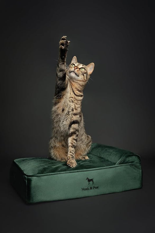 NOAH & PAW Small Dog Bed, 20x15x6.5 Inch, Cat Bed for Indoor Cats, Orthopedic Eggshell Memory Foam Infused with Cooling Gel, Waterproof, Machine Washable, Includes Inner Cover (Velvet Collection)