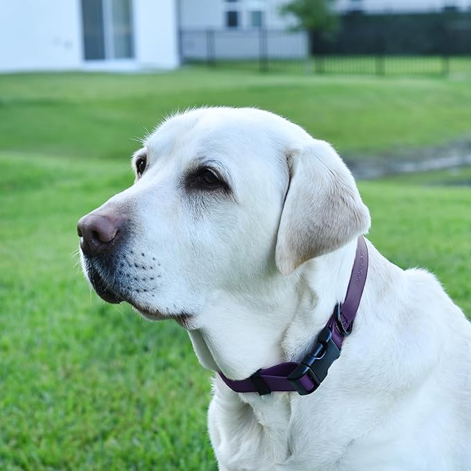 Dogline Durable Biothane Waterproof Collar for Dogs - Odor-Resistant Coated Webbing, Quick-Release Design, Comfortable Adjustable Fit, 1" W by 15-25" L,Violet Purple
