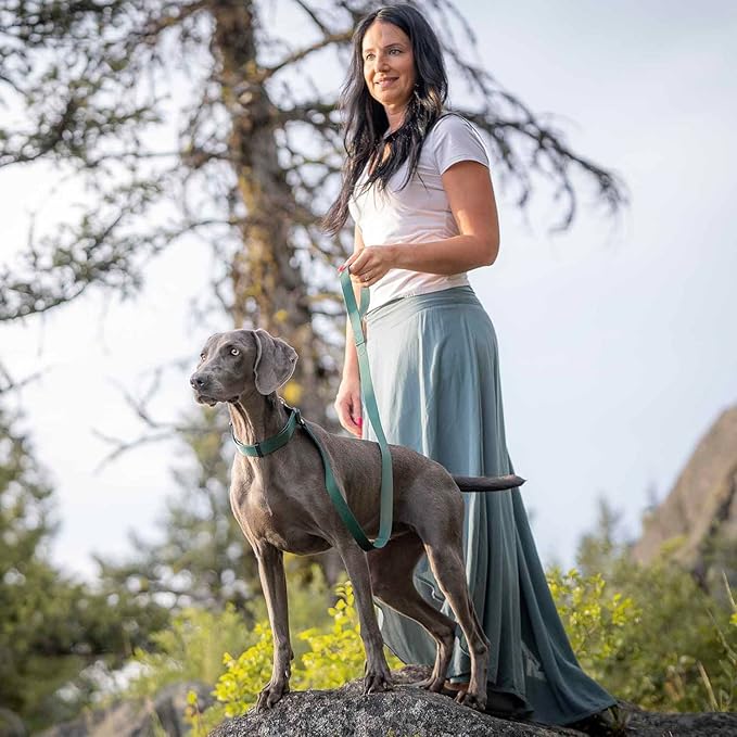 Blueberry Pet Essentials Matching Dog Collar Leash Harness Set in Verdant Green, Adjustable Classic Solid Color Nylon Collar with Harness & 5 ft Leash for Medium Dogs