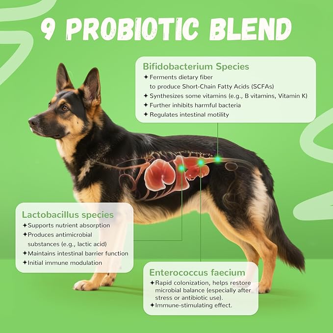 Furrolika Probiotics for Dogs – Made in The USA – Digestive Probiotics for Gut Health, Immune Support & Diarrhea Relief – Beef Flavor – 60 Soft Chews