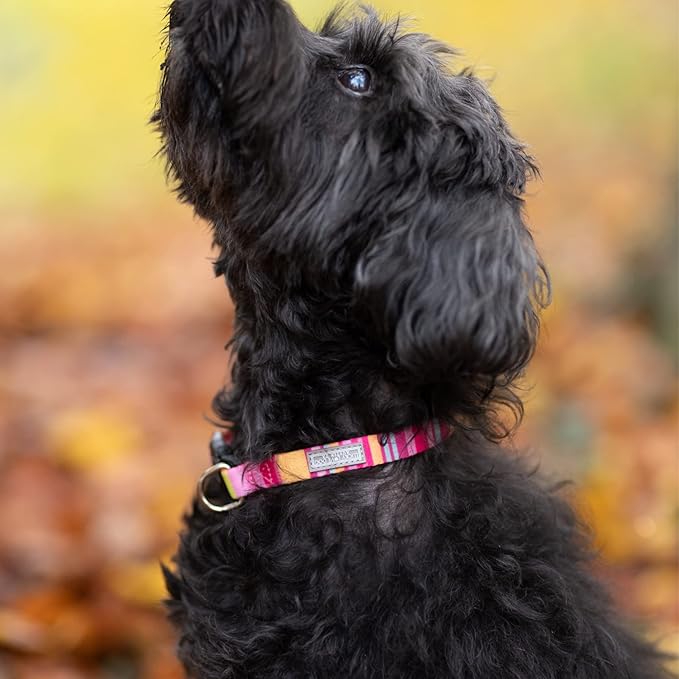 Lucky Love Dog - Adjustable Dog Collar with Easy Click Buckle for Small to Large Ones, Durable, & Comfortable for Male & Female Dogs, Pet Collar for Puppies & Adult Dogs - Molly, XS