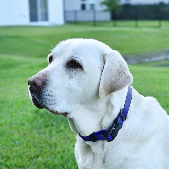 Dogline Durable Biothane Waterproof Collar for Dogs - Odor-Resistant Coated Webbing, Quick-Release Design, Comfortable Adjustable Fit, 3/4" W by 12-19" L, Blueberry Royal