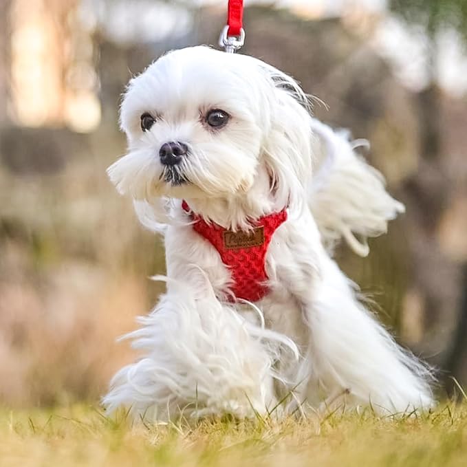 PUPTECK Dog Harness and Leash Set Small Sized, Step-in Cute Puppy Harness, Soft Lightweight Padded Vest, Escape Proof No Pull Pet Harnesses Easy for Walking, Red, M