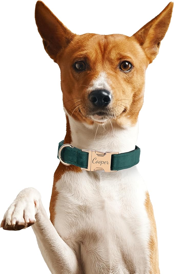 Velvet Harness Set, Gift for Pet Owners, Custom Dog Collar Personalized Name and Phone Number, Custom Collar and Leash for Dogs, Engraved Metal Buckle Collar (X-Large)