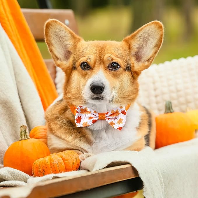 Reginary 40 Pcs Thanksgiving Dog Bow Ties Set 26 Fall Pet Bow Ties 10 Turkey Maple Leaf Neckties 4 Autumn Dog Bandana for Puppy Thanksgiving Grooming Accessories