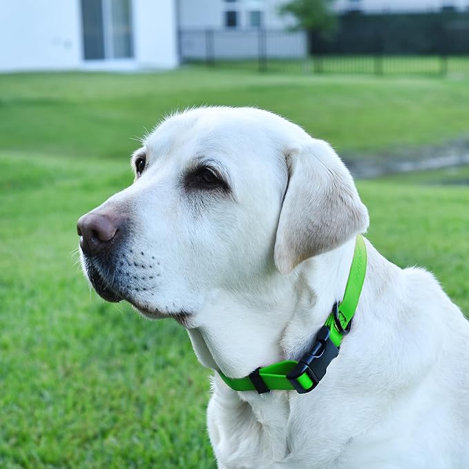 Dogline Durable Biothane Waterproof Collar for Dogs - Odor-Resistant Coated Webbing, Quick-Release Design, Comfortable Adjustable Fit, 3/4" W by 12-19" L, Tropical Green