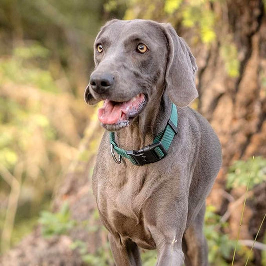 Blueberry Pet Essentials Matching Dog Collar Leash Harness Set in Verdant Green, Adjustable Classic Solid Color Nylon Collar with Harness & 5 ft Leash for Medium Dogs