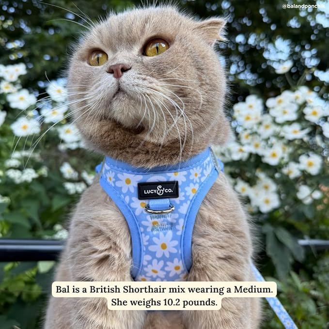 Lucy & Co. Simply Splendid Step-in Cat Harness & Leash Bundle – Reflective, Breathable & Adjustable Harness for Cats, Kittens & Small Dogs, Lightweight & Secure and Dual Leash Clips – Small