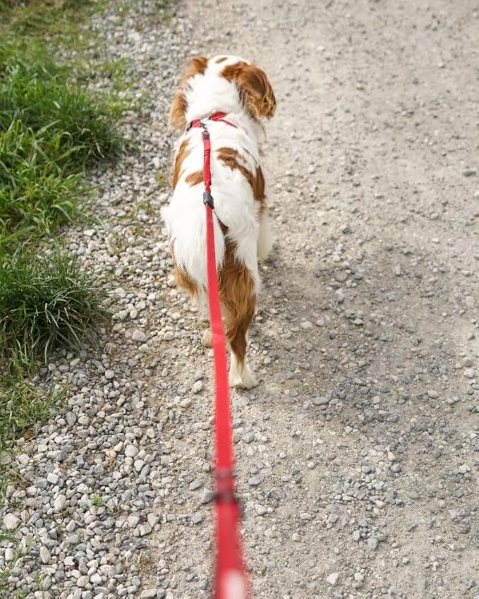EzyDog Zero Shock LITE Dog Leash - Shock Absorbing Bungee Leash for Dogs That Pull or Excite - Dual Handle and Reflective for Medium, or Small Dogs (72", Bubble Gum)