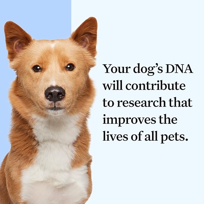 Wisdom Health Essential Dog DNA Kit | Most Accurate Test | 365+ Breeds | 30 Genetic Health Conditions | 50+ Traits, Relatives, Ancestry | Pack of 1