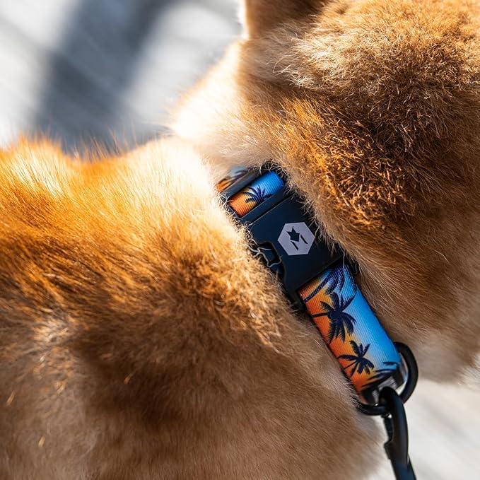 Wolfgang Heavy Duty, Adjustable Dog Collar with Quick Release Nylon Buckle for Walking & Training, SunsetPalms Print, Medium