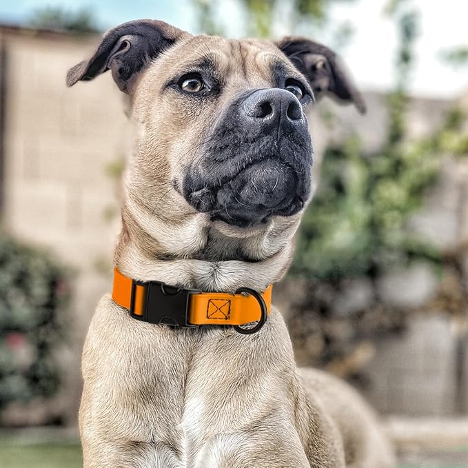 Dogline Durable Biothane Waterproof Collar for Dogs - Odor-Resistant Coated Webbing, Quick-Release Design, Comfortable Adjustable Fit, 3/4" W by 12-19" L,Tangerine Orange